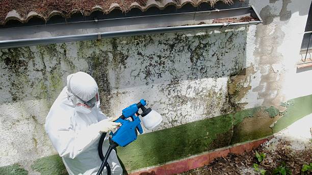 Top rated local Crawl Space Mold Remediation specialists in Millington, MI